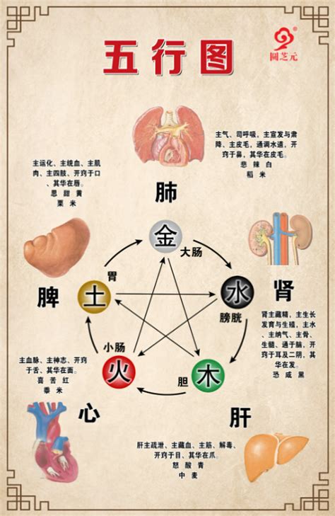 胃五行|五脏六腑对应的五行